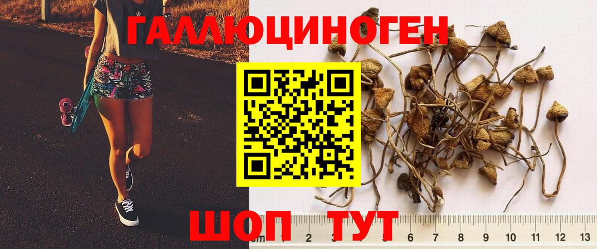 где продают наркотики  Кингисепп  Псилоцибиновые грибы GOLDEN TEACHER 